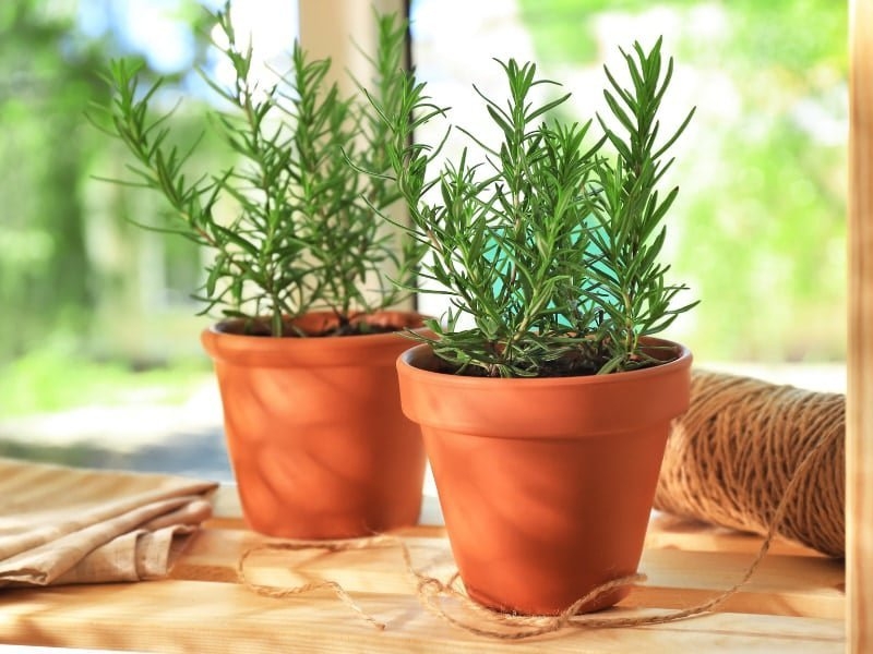 Thảo dược quý cực tốt cho sức khỏe nhưng nhiều người chỉ trồng làm cảnh