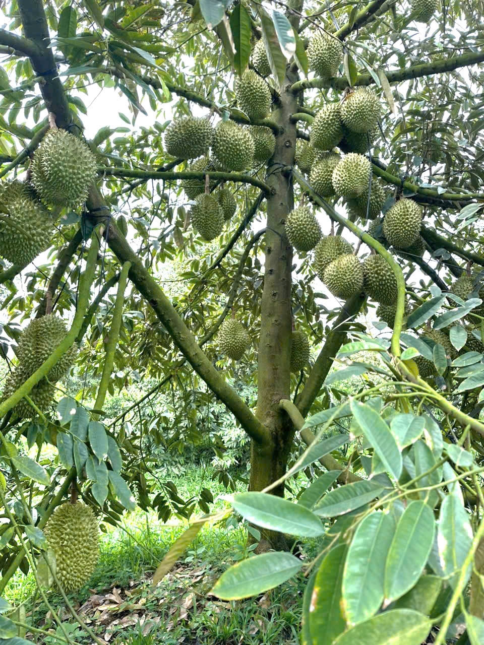 trong cay lam giau , nhieu gia dinh o vung que cach mang long tien doi doi hinh anh 1