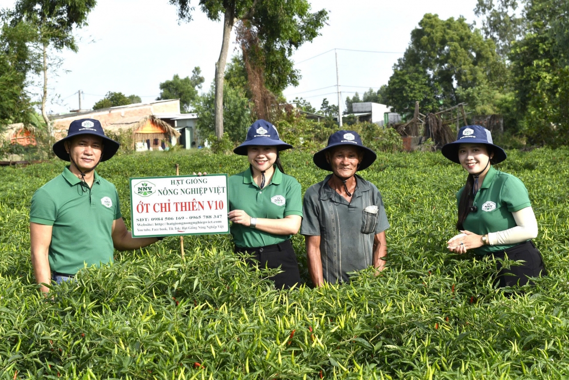 Nông dân Đồng Tháp trồng ớt lãi hơn 10.000 đồng/kg