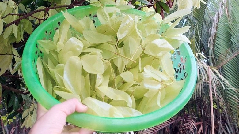 Loại lá đọt mọt chua chát thôn quê nay thành đặc sản thành phố