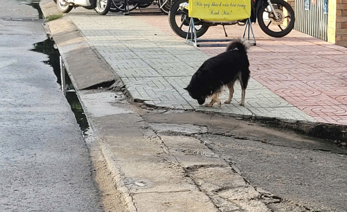 Dong thap heo nha bi benh dai do cho vo chu can hinh anh 1