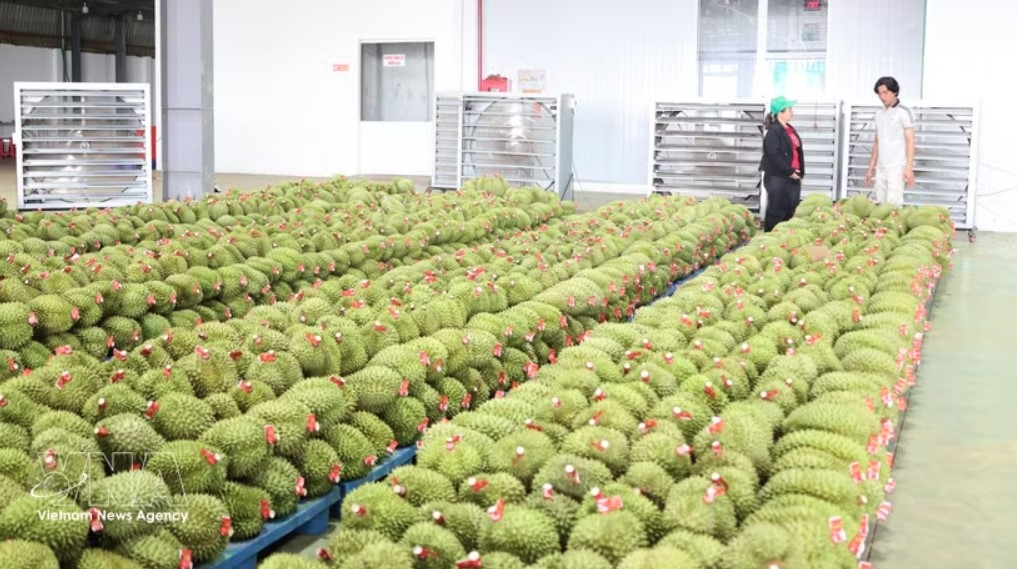vietnamese fruit exports eye stronger growth in chinese market picture 1