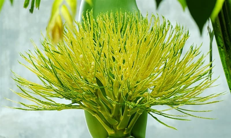 Hoa cau giá bằng cả bó hoa tươi, vì sao vẫn đắt khách?