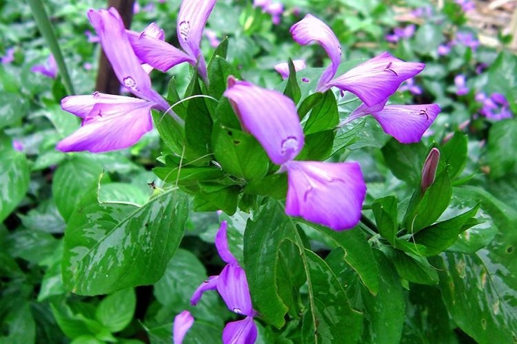 vi thuoc quy gia re lai giup duong gan, chong lao hoa cuc hieu qua hinh anh 1