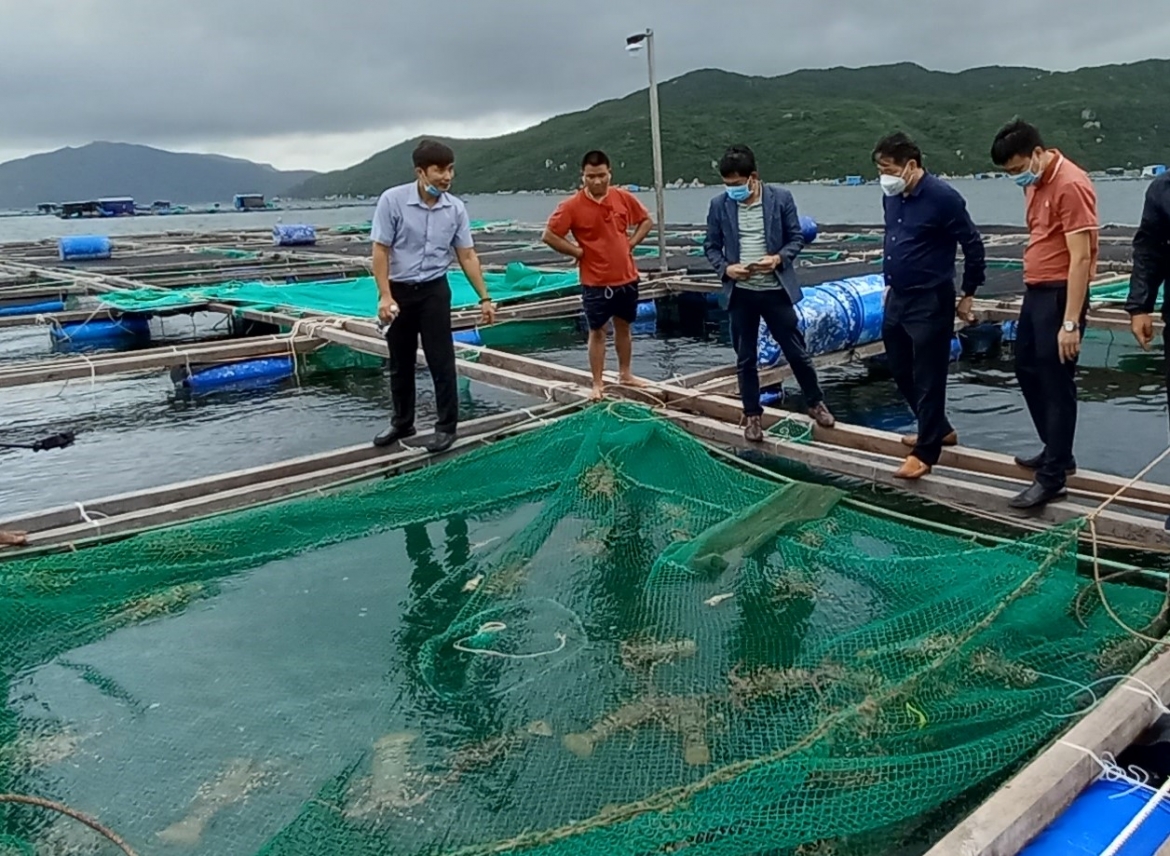 Tôm hùm đứng trước cơ hội xuất khẩu 1 tỷ USD và bài toán gỡ "nút thắt"