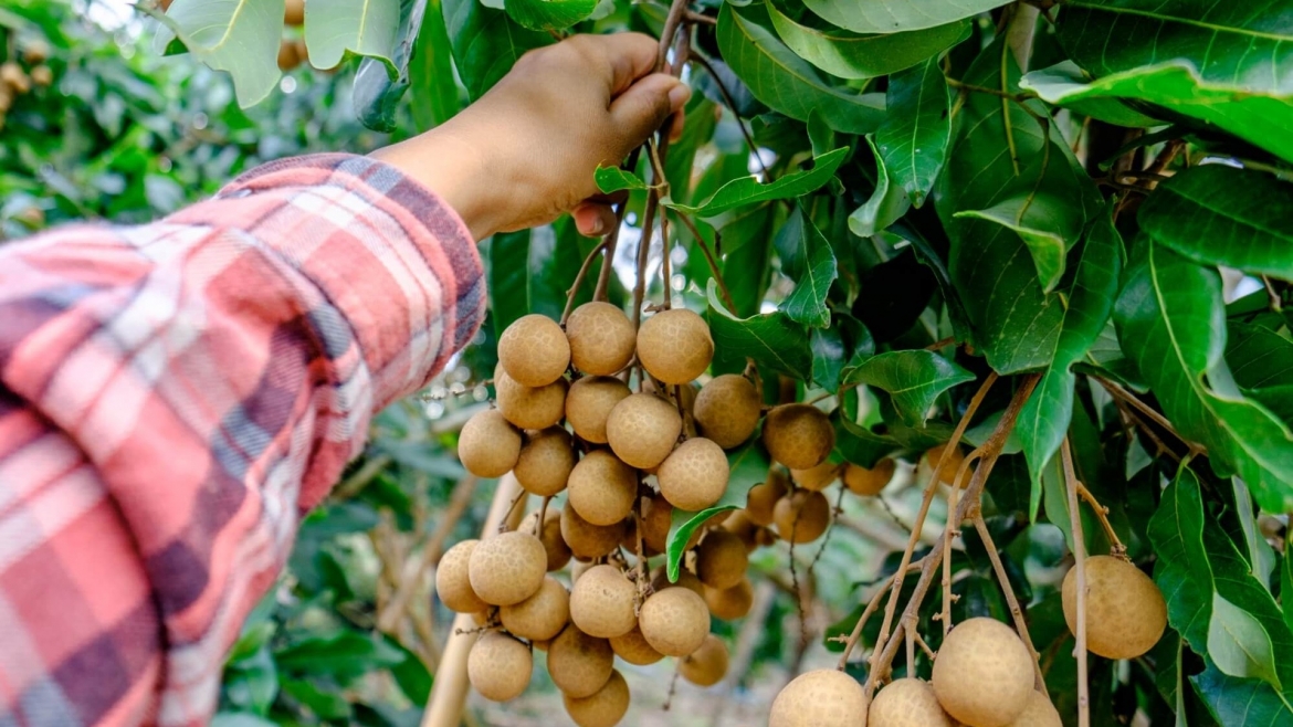 vi thuoc bo mau, giup sang mat chong lao hoa tu nhien cu ra cho la co hinh anh 1