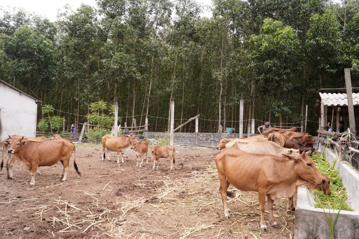 agribank bac quang binh ho tro von tam nong giup nguoi dan mien nui lam giau hinh anh 8