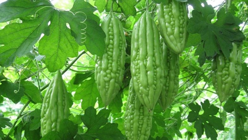 muop dang an song co tot khong cach an gion ngon, bot dang hinh anh 1