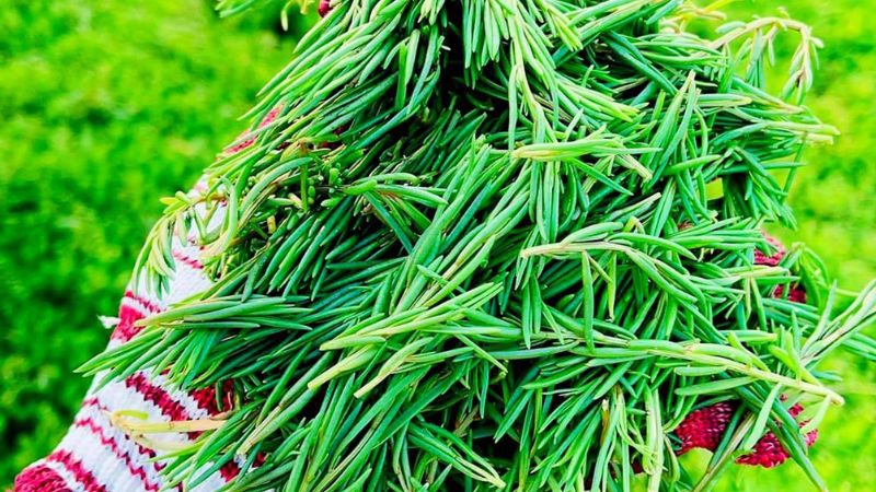 Rau mặn đặc sản được nhiều người tìm mua