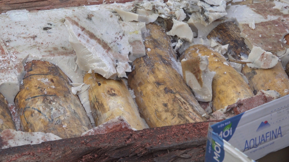 phat hien hon 1,1 tan nga voi giau tinh vi trong 3 container go tai cang quy nhon hinh anh 2
