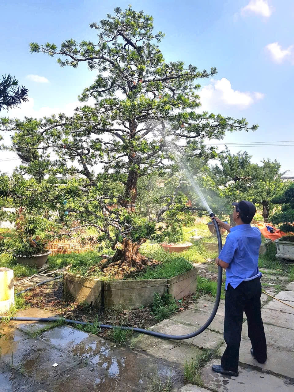 trong cay lam giau , nhieu gia dinh o vung que cach mang long tien doi doi hinh anh 7