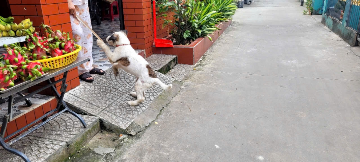 bao dong tinh trang cho tha rong o con tan long Dong thap hinh anh 3