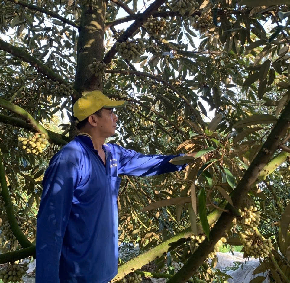 Dong thap phat huy loi the vung cay an trai sau sap nhap hinh anh 2