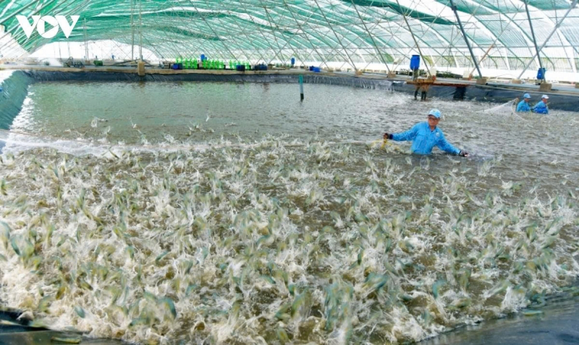 Dieu phoi tong dan vat nuoi de cham dut canh gia cao tang dan, gia thap giam dan hinh anh 2
