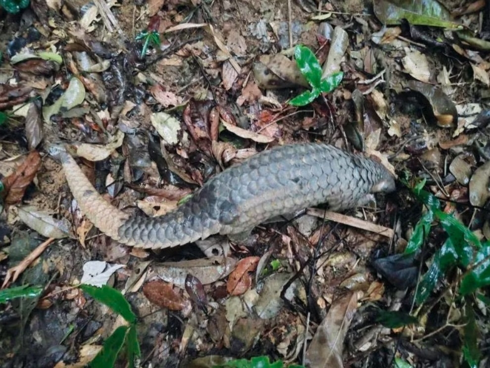 quang tri releases 13 rare and endangered wild animals back into the wild picture 1