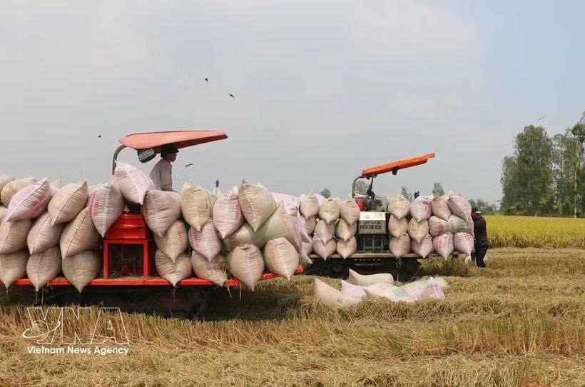 vietnam promotes cooperation to remove barriers to rice trade with philippines picture 1