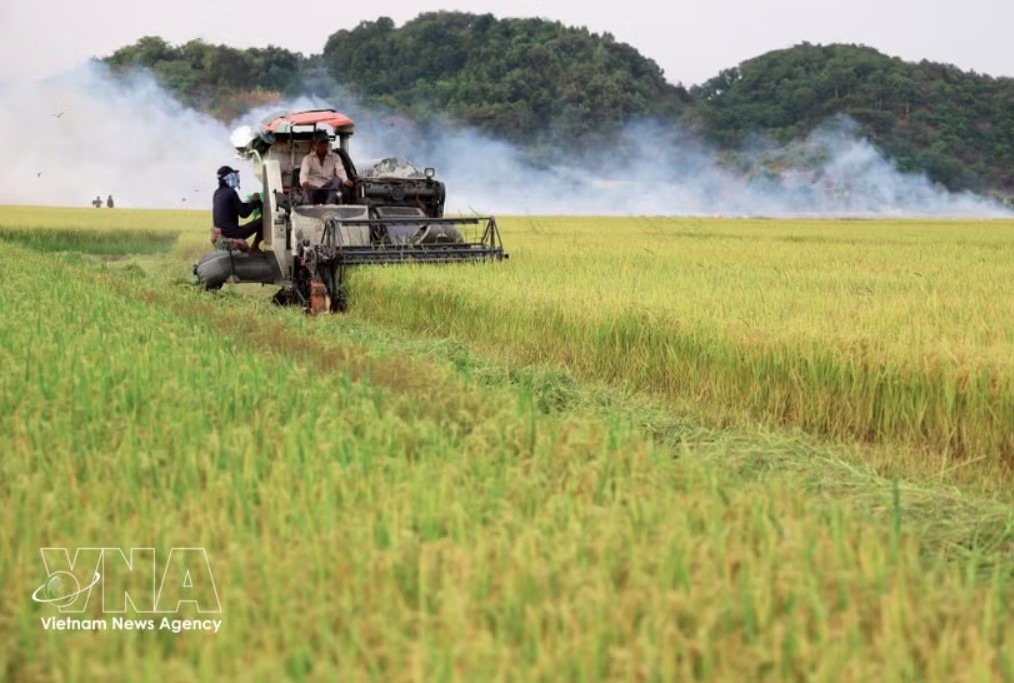 rice exports expected to gain momentum in year-end months picture 1