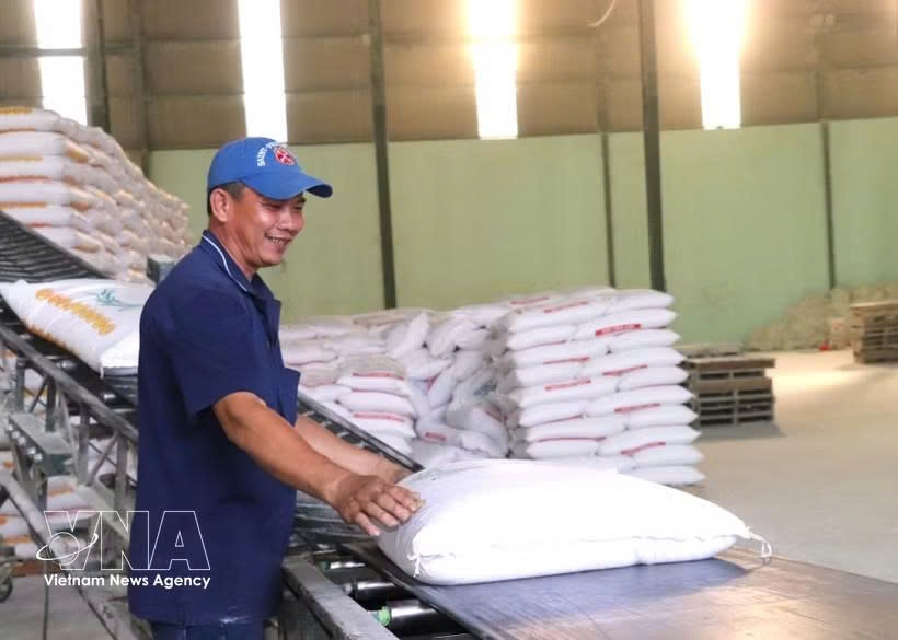 vietnam s rice exports reach us 2.91 billion in eight months picture 1