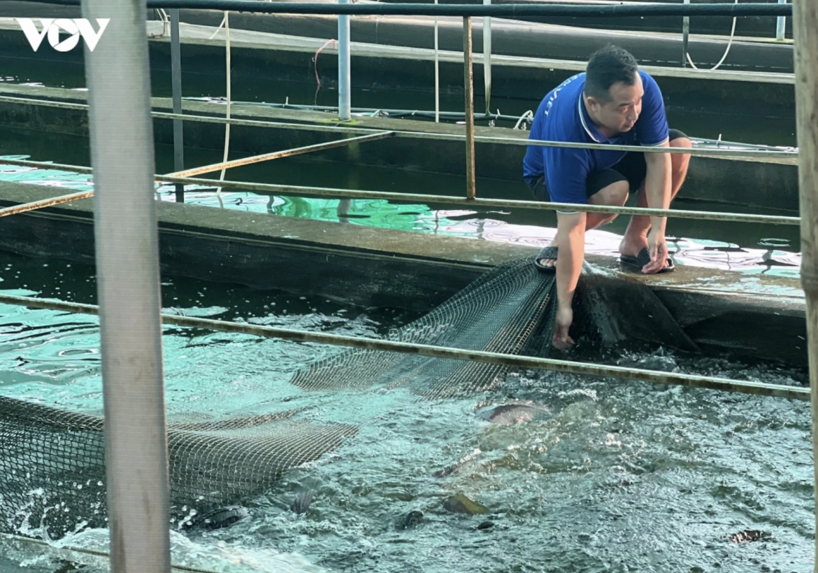 vietnamese tilapia expands as brazil drives export growth picture 1