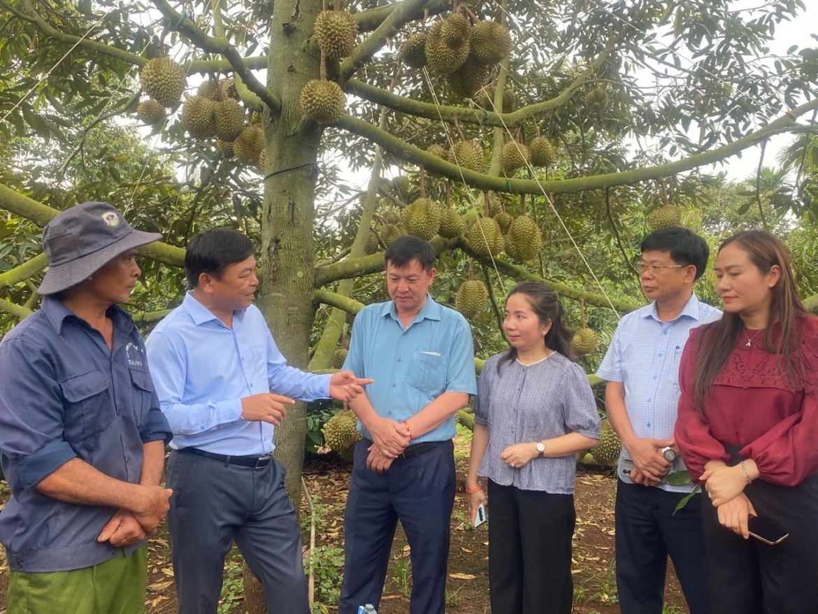 Dak lak so hoa vung trong, minh bach nganh hang sau rieng hinh anh 1