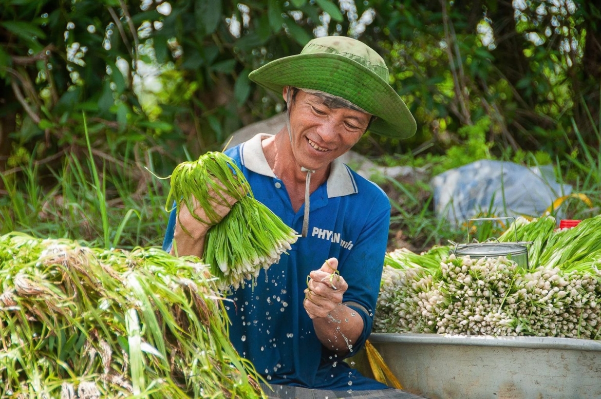 Rau mọc dại hóa “lộc trời” giúp nông dân kiếm thêm thu nhập