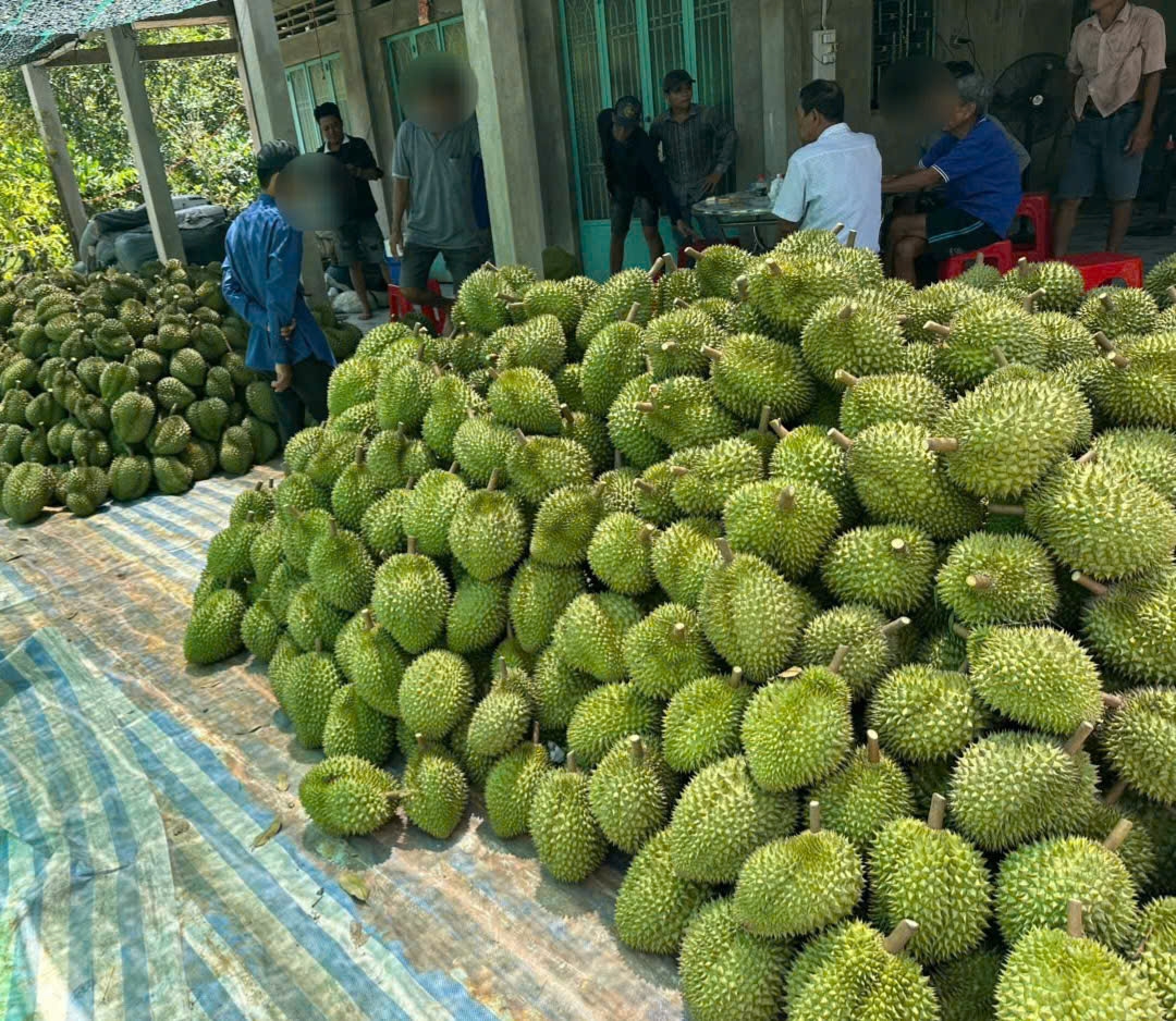 Dong thap phat huy loi the vung cay an trai sau sap nhap hinh anh 3