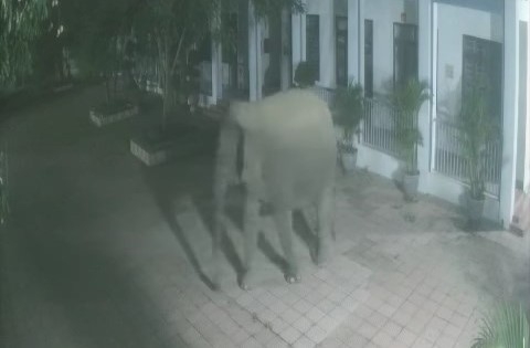voi rung di vao khu vuc truong hoc huoi mot o son la hinh anh 1
