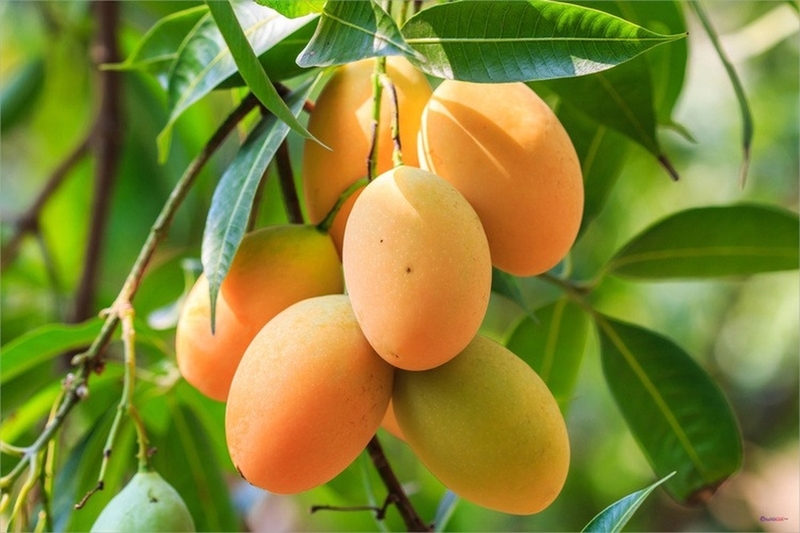 6 loai trai cay nhieu duong tu nhien An sao cho hop ly hinh anh 1