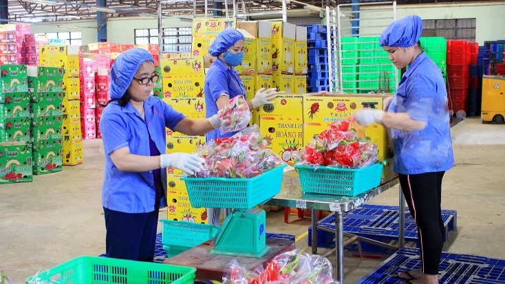 dragon fruit exports to thailand jump 184 in first half picture 1