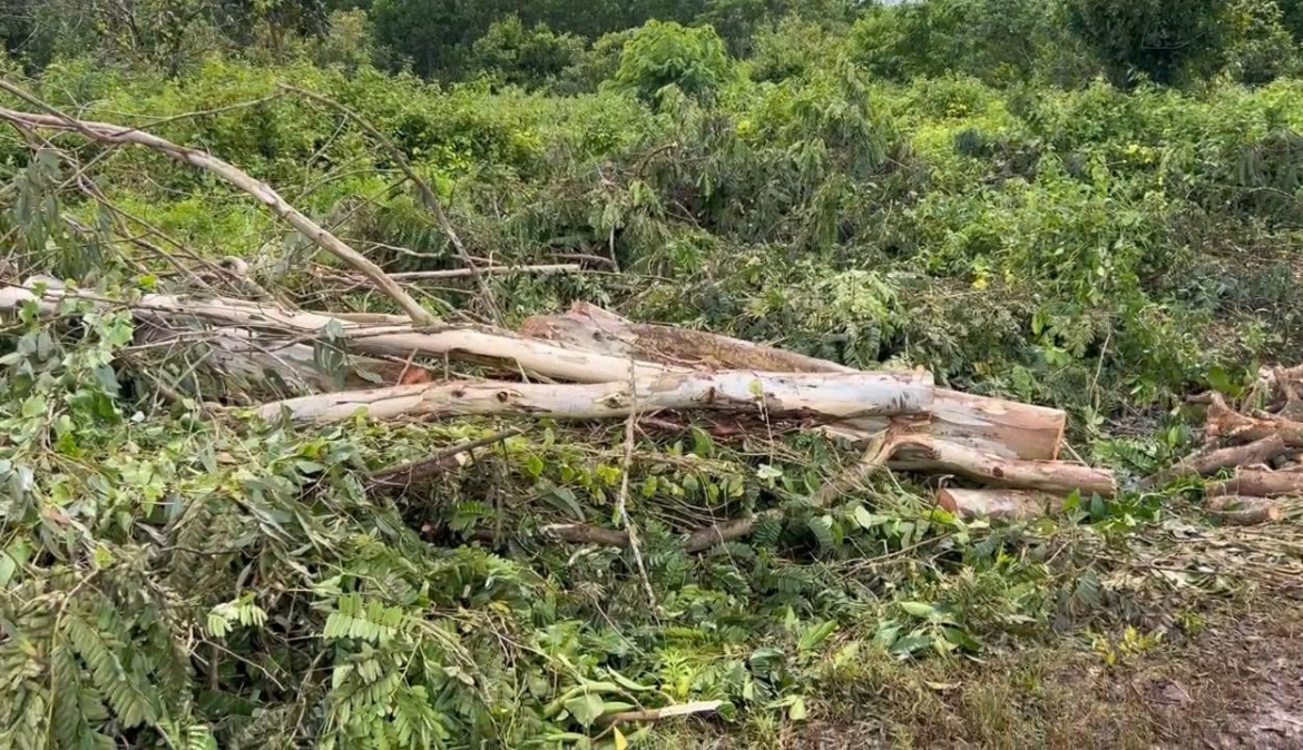 vap nga khi phu cua cay, chu nha o Dong nai bi cay de tu vong hinh anh 1