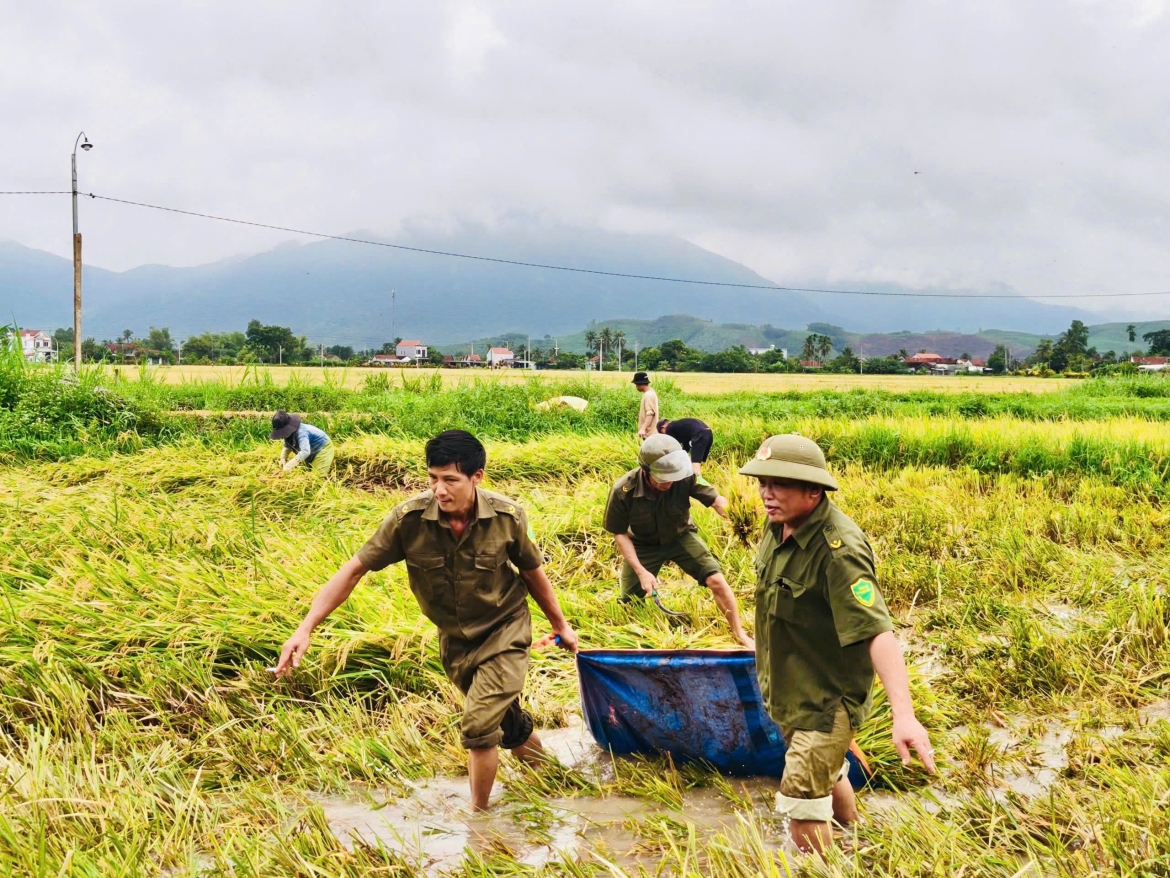 cac luc luong giup dan gat lua, nho mi chay lu hinh anh 2