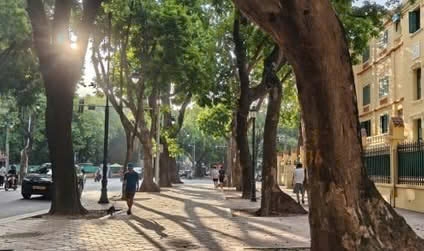 Hè phố duy nhất ở Hà Nội có 3 hàng cây cổ thụ