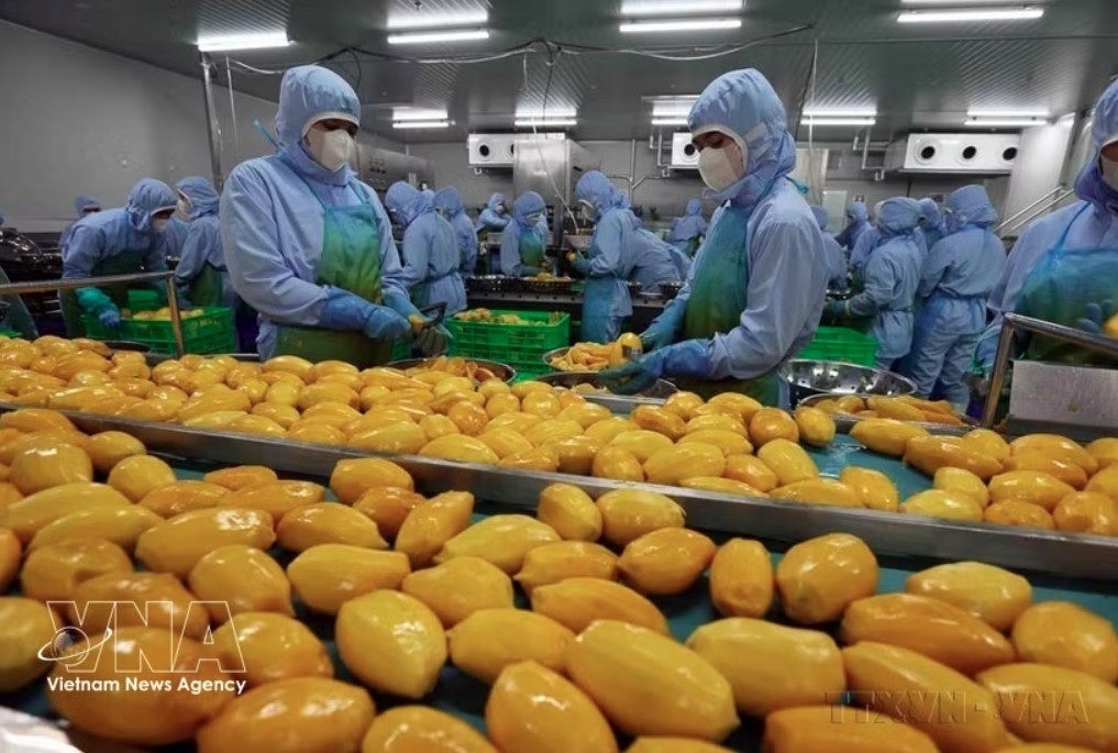 online wholesale market launched to connect vietnamese produce with singapore picture 1