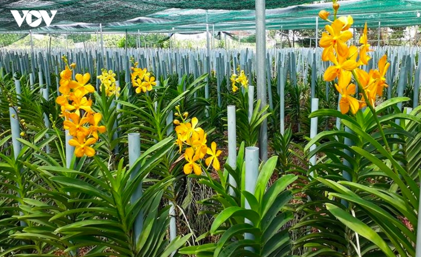 Dan phuong tu nong thon moi den mien que hien dai, xanh va dang song hinh anh 2