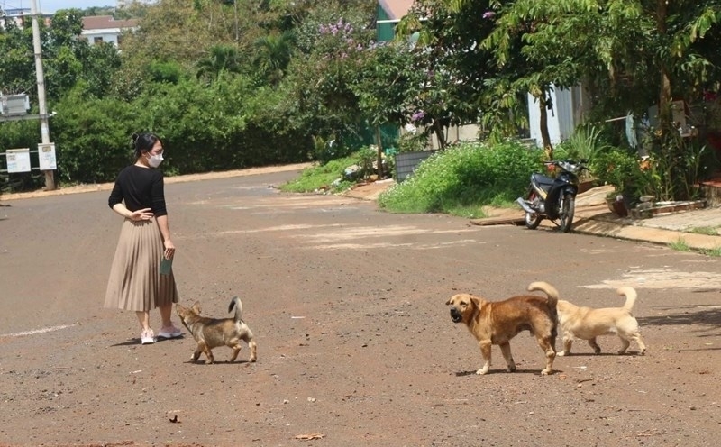 hai tre em o gia lai tu vong vi benh dai trong mot tuan hinh anh 1
