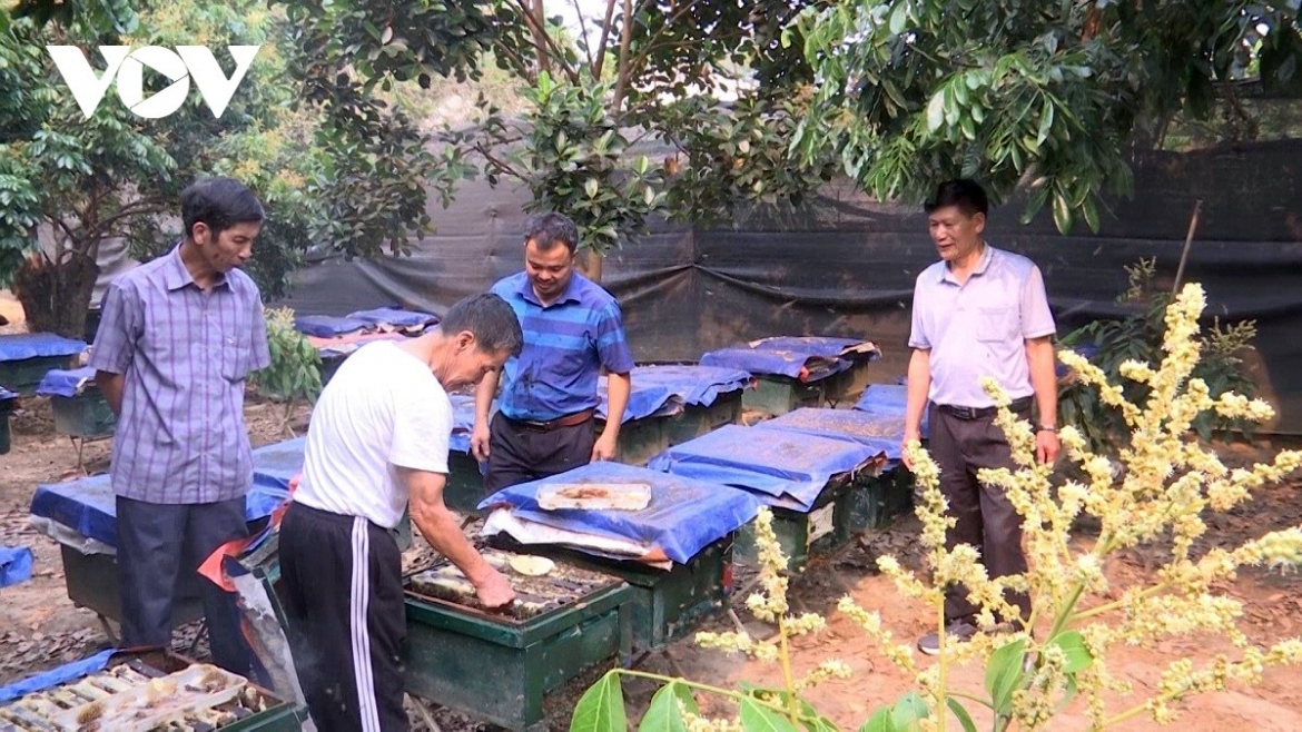 beekeeping sector targets sustainable exports and higher-value honey picture 2
