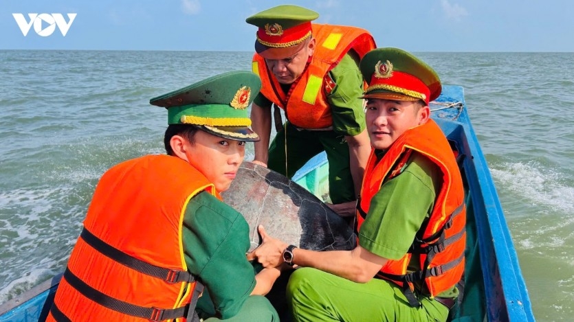 rare 70-kg sea turtle released back into the sea in ca mau picture 1