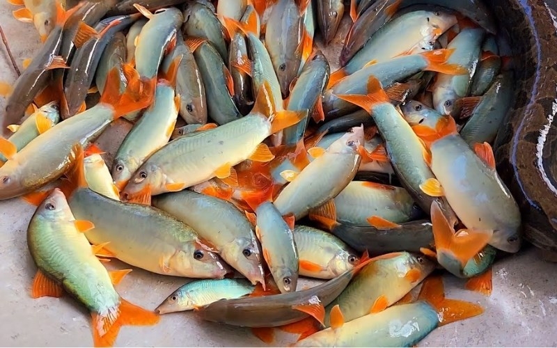 Cá heo mùa nước nổi có giá gần triệu đồng/kg, không phải ai cũng được thưởng thức