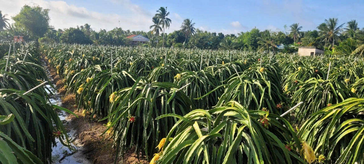 cay thanh long o Dong thap thoai trao , nong dan tien thoai luong nan hinh anh 1
