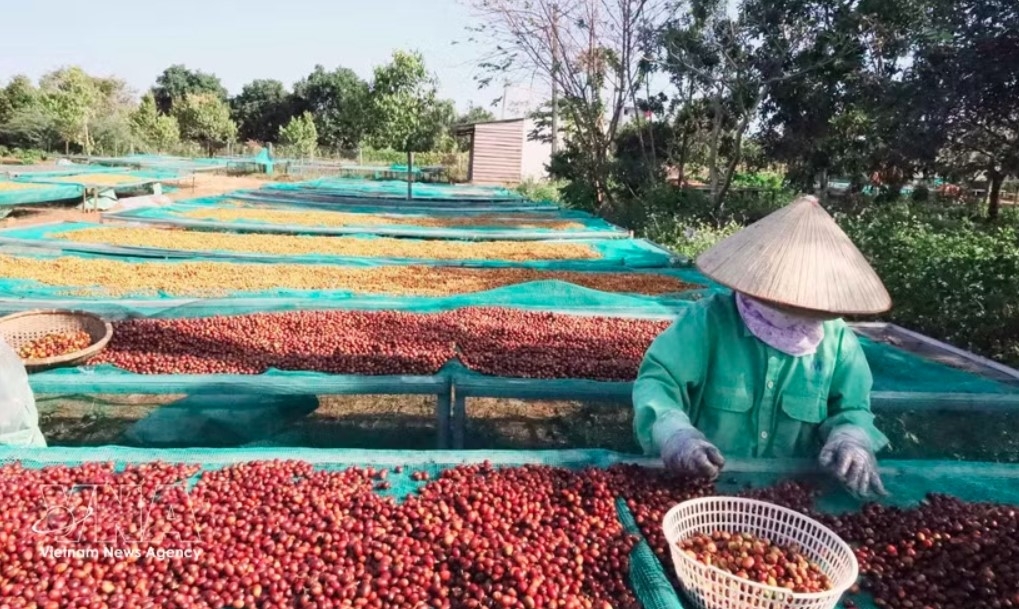 vietnamese coffee exports poised for strong finish toward year-end picture 1