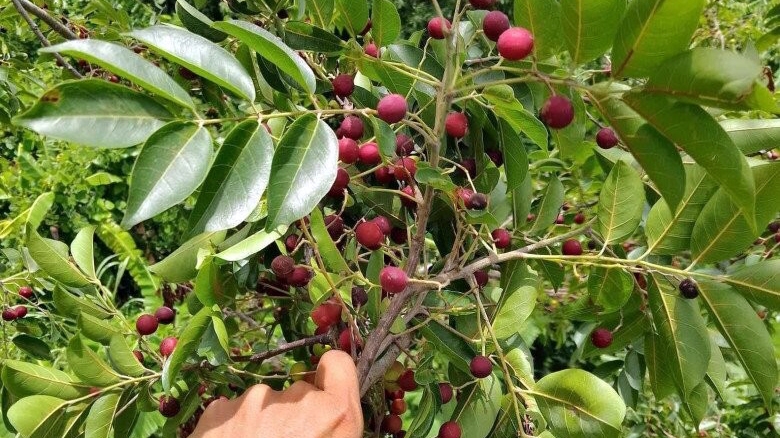 Độc đáo quả da đá ở Khánh Hòa, giá khá bình dân
