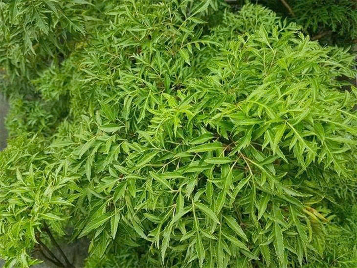uong la dinh lang moi ngay co thuc su tot cho suc khoe hinh anh 1