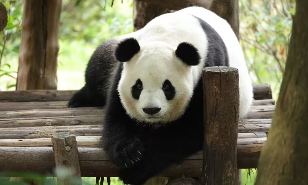 trung quoc gui cap gau truc khong lo toi my hinh anh 2