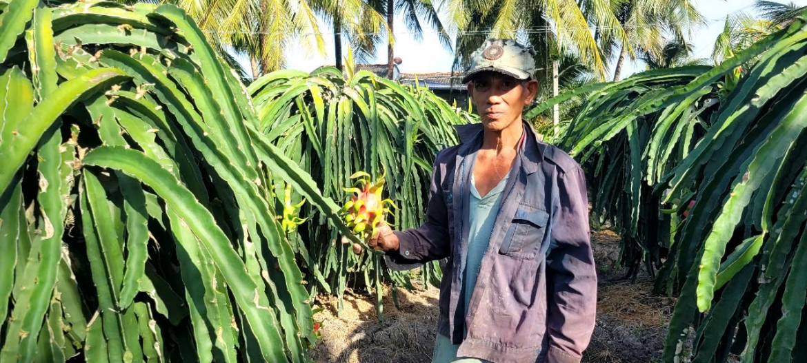 cay thanh long o Dong thap thoai trao , nong dan tien thoai luong nan hinh anh 3