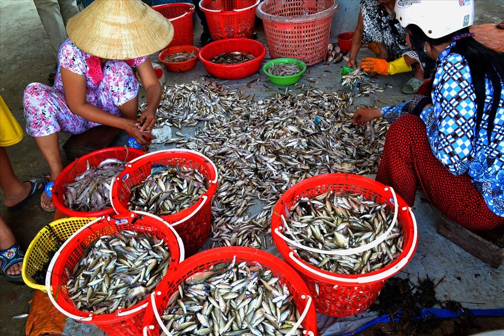 Cá linh non, người mua và người bán háo hức với sản vật mùa nước nổi