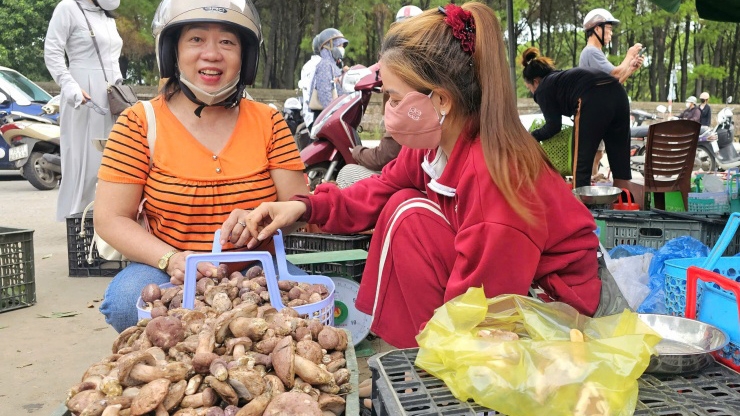 Hái “lộc trời” ở rừng chàm từ sáng sớm kiếm tiền triệu mỗi ngày