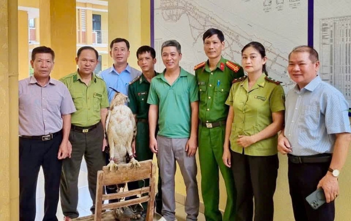 Người dân Huế giao nộp cá thể diều núi quý hiếm