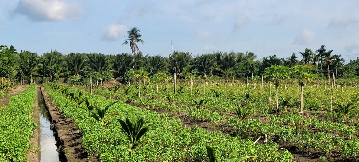 cay thanh long o Dong thap thoai trao , nong dan tien thoai luong nan hinh anh 6