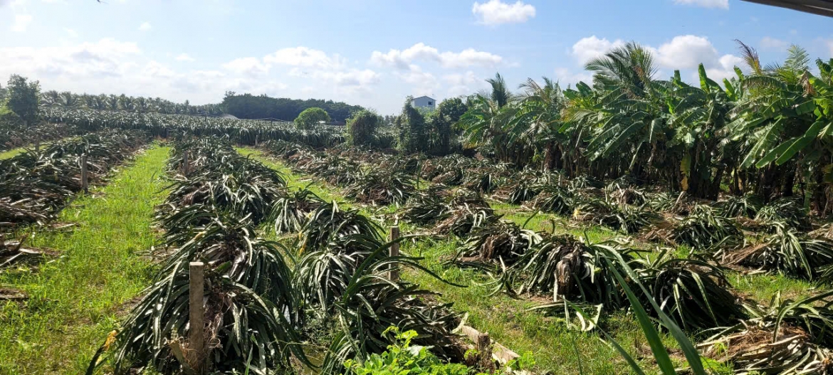 cay thanh long o Dong thap thoai trao , nong dan tien thoai luong nan hinh anh 5