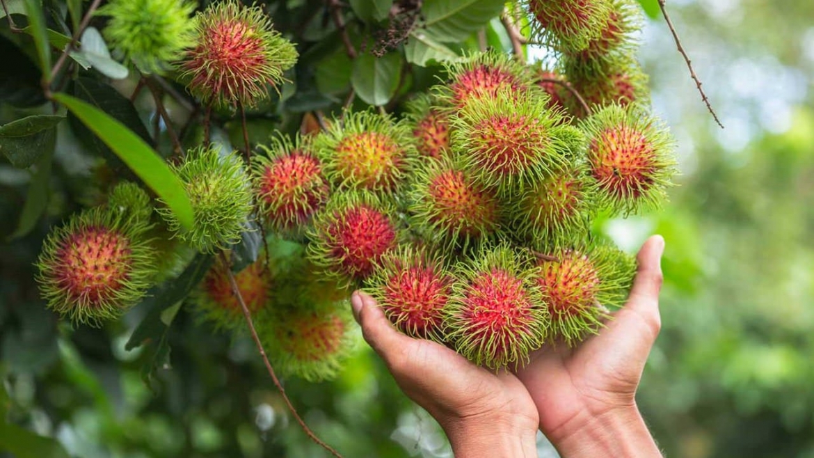 loai qua ngoai xu xi, trong mong nuoc, vua ngon vua bo cu ra cho la co hinh anh 1